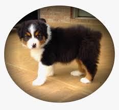 Find your new german shepherd puppy here! Clip Art Free Download Puppies Transparent Australian Australian Shepherd Mini Bernese Mountain Dog Hd Png Download Kindpng