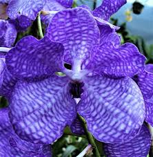 Image result for Vanda coerulea
