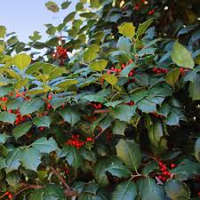 A berry must have fallen off a couple of years ago and has now grown into a eight foot tree, which is covered in berries this year. American Holly Trees For Sale Brighterblooms Com