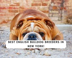 Our mission is to produce healthy bulldog puppies that make great family companions. 6 Best English Bulldog Breeders In New York 2021 We Love Doodles