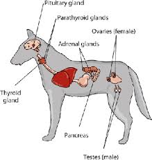 Bernese mountain dog labeled body parts. Introduction To Hormonal Disorders Of Dogs Dog Owners Veterinary Manual