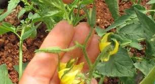 Saksi Ve Acik Tarlada Domates Yetistirmenin Puf Noktalari Tarim Haberleri Turkiye Nin Tarim Sitesi Bitki Askisi Bitki Organik Bahcecilik Fikirleri