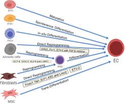 We did not find results for: Endothelial Progenitor Cell Therapy For Chronic Wound Tissue Regeneration Cytotherapy