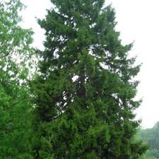 Watch for mite infestations during hot weather. Buy Oriental Spruce Picea Orientalis 20 Seeds Online Seeds Hobbyseeds Store