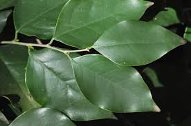 Image result for Heywoodia