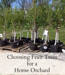 Or, if you want to pretend you're being scientific. Choosing Fruit Trees We Got Real Fruit Trees Backyard Fruit Trees Growing Fruit Trees