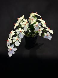 Image result for Aerangis