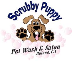 Dog Teeth Cleaning In Upland Qualified Pet Dental