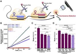 I am working on a ir based object detector. Amplification Free Detection Of Sars Cov 2 With Crispr Cas13a And Mobile Phone Microscopy Sciencedirect