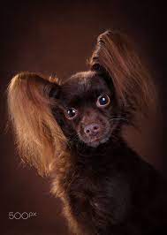 Russian Toy Gold By Elena Solovjeva On 500px Toy Terrier Russian Toys Russian Toy Terrier Cute Dogs And Puppies