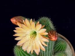 This is jumping off a four layer cactus farm and survived by arnav sports on vimeo, the home for high quality videos and the people who love them. Cactus Flowers Mother Nature S Fireworks