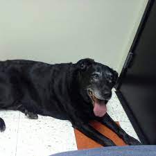 Companion pet clinic hours and companion pet clinic locations along with phone number and map with driving directions. Companion Pet Clinic University District 706 Ne 45th St