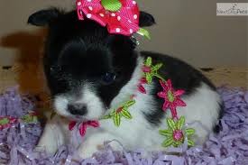 Black And White Long Haired Chihuahua Puppies For Sale Beautiful Black White Fawn Tri Long Hair Female Chihuahua Puppies For Sale Long Haired Chihuahua Puppies Cute Chihuahua