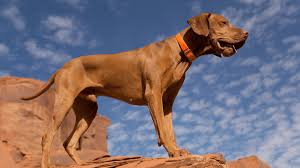 Dogs and cats are from different species of animals, appealing to different types of people. How Many Times Can A Male Dog Mate In A Day