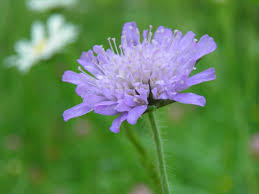 Image result for Caprifoliaceae