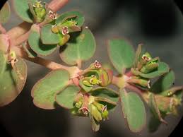 Image result for Euphorbia serpens