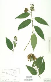 Image result for Stemodiopsis rivae