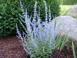 Image result for Perovskia atriplicifolia lacey blue lisslitt photo
