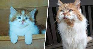 Découvrez nutmeg, le plus vieux chat du monde ! Le Plus Vieux Chat Du Monde Est Mort A L Age De 31 Ans Ipnoze