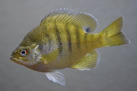 Bluegill Wikipedia