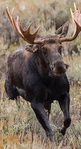 Moose On The Loose Moose Pictures Moose Animals