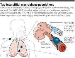 Although often used to refer solely to alveolar tissue, term describes any form of lung tissue including bronchioles, bronchi, blood vessels, interstitium, and alveoli. Mapping The Lung Science