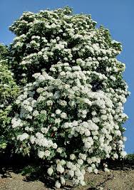 Check spelling or type a new query. Adoxaceae Monaco Nature Encyclopedia