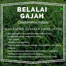 He blended the sabah snake grass leaves with green apples and drank the juice every morning after breakfast. Sabah Snake Grass Fun Facts Nature Education Centre Facebook