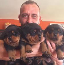 Here are some from nearby areas. Rottweiler Puppies For Sale In Wooster Rottweiler Puppies For Sale And Adoption Facebook