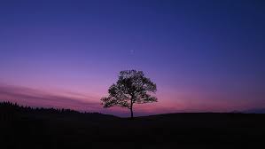 Beautiful moon light at night with stars and clouds in tree background images of nature art digital drawings collection hd wallpapers free download for desktop pc and mac laptop. Hd Wallpaper Tree Night Sky Lonely Tree Alone Moon Landscape Horizon Wallpaper Flare