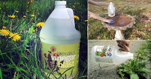 Baking soda on plants causes no apparent harm and may help prevent the bloom of fungal spores in some cases. 22 Awesome Vinegar Uses In The Garden India Gardening