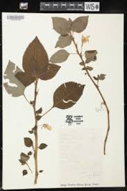 Image result for Impatiens burtonii