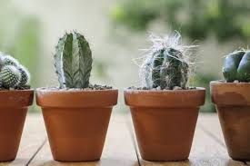 Grow Cacti From Seed In Pictures Bbc Gardeners World