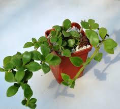 Image result for Delosperma tradescantioides