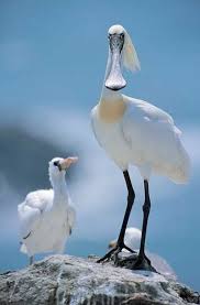 Pin Van Morfikmer Op Kuslar Birds Prachtige Schepsels Vogels Natuur