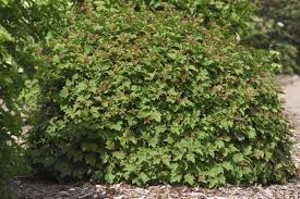 Dwarf european cranberry bush viburnum is one of the most interesting short viburnum varieties we grow. Viburnum Cranberry Handy Andy S Nursery