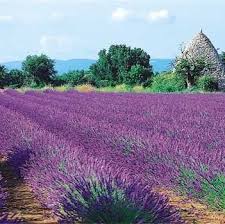 Images Fleurs Lavande Page 5 Paysage France Lavande Moustiers Sainte Marie