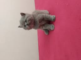 Satilik Kedi Ilanlari Ve Fiyatlari Kedi Sahiplendirme Ilanlari