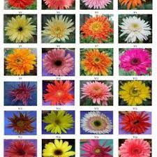 Pdf Classification And Evaluation Of Gerbera Cultivars