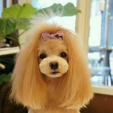 Pin On Dog Grooming