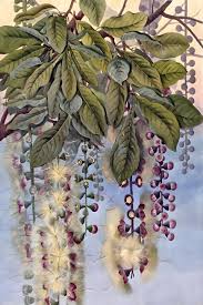 Image result for Lecythidaceae