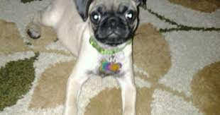 lucy adele whats up pup animals dogs
