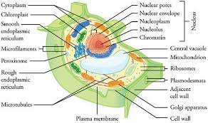 Typical Eukaryotic Plant Cell Cell Wall Plasma Membrane Plant Cell