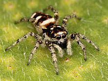 Yellow black and white spider. Zebra Spider Wikipedia
