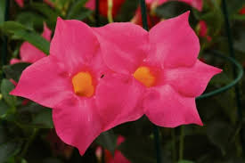 Do you have an ugly fence or bare brick wall, or possibly a pergola that needs. Top Five Climbing Plants To Add Garden Dimension Community News