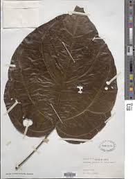 Image result for Triclisia