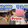 German shepherd dogs with an exceptional lineage can cost you even more. Https Encrypted Tbn0 Gstatic Com Images Q Tbn And9gcsm5i Slaeussncszvppmhxb8jsu Ldzerk Jm1qi Orv5xj3v0 Usqp Cau