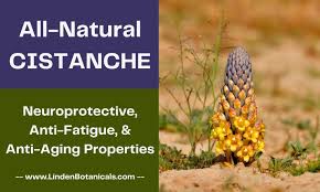 Image result for Cistanche