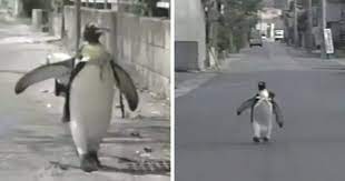 How can i get pets for free? This Rescued King Penguin Loved Going To The Fish Market So Much That His Family Taught Him How To Buy Fish On His Own Bored Panda