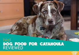 5 Best Dog Food For Catahoula In 2019 Our Reviews And Ratings